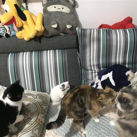 派多格宠物(中上园店):北京城区通州区新华大街附近