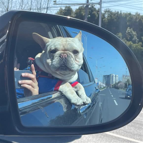 大嘴狗宠物医院:无锡市新吴区国家软件园/新安附近