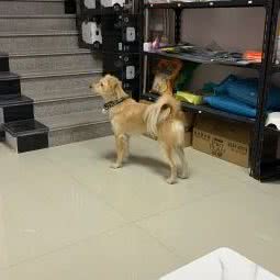 派多格宠物(硕放店):无锡市新吴区无锡硕放国际机场附近