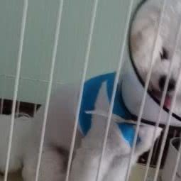 PETGOD 派多格宠物连锁(鸿山店):无锡市新吴区无锡硕放国际机场附近