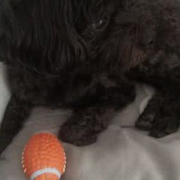 开开宠物:无锡市新吴区高新开发区附近