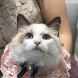 红猫馆猫舍:无锡市新吴区高新开发区附近