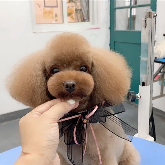 恒辰宠物美院:无锡市江阴市澄江街道附近