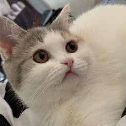 布偶猫舍:北京城区通州区新华大街附近