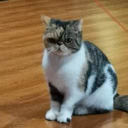 佳宠宠物诊所:无锡市宜兴市宜城街道附近