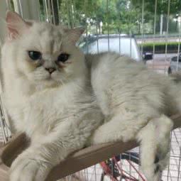 宜兴米诺宠物诊所:无锡市宜兴市宜城街道附近