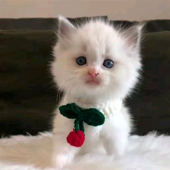 宠儿猫舍·喵咪专业洗护:徐州市鼓楼区苏宁广场附近