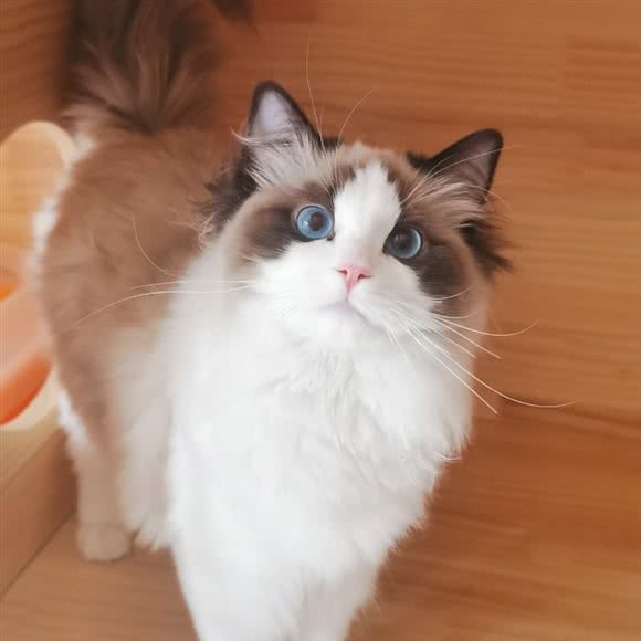 解忧萌宠:北京城区通州区梨园附近