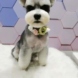 真趣萌宠馆宠物店:徐州市鼓楼区马场湖附近