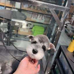 PETKIT小佩宠物(通州华业东方玫瑰店):北京城区通州区梨园附近