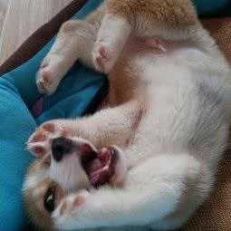 米来宠物:徐州市鼓楼区祥和小区附近