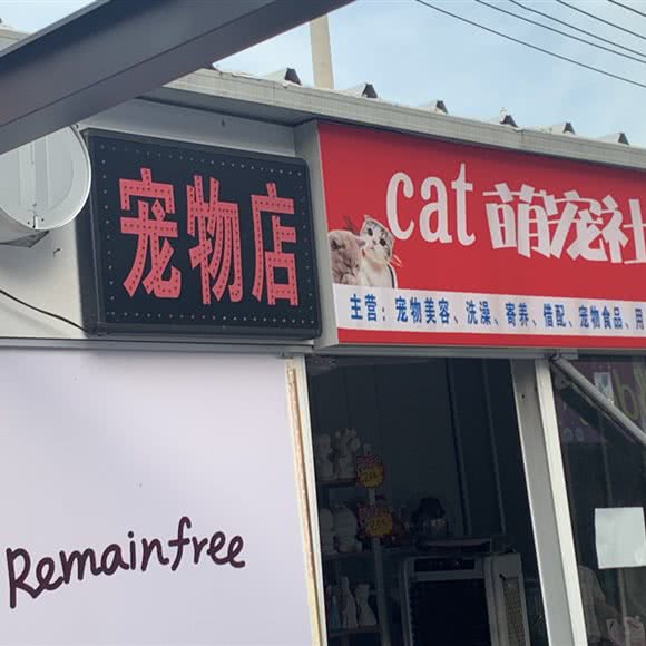 cat萌宠社:徐州市鼓楼区杨庄附近