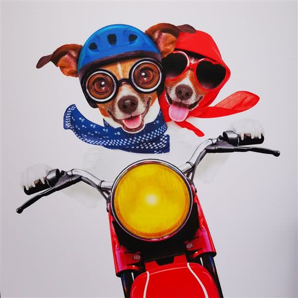 酷汪星球宠物寄养训练中心:北京城区通州区梨园附近