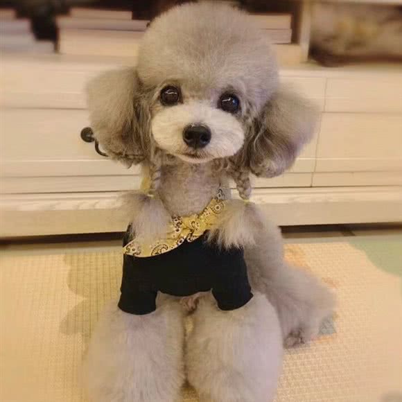 艾瑞宠物美容部落:徐州市云龙区万达广场附近