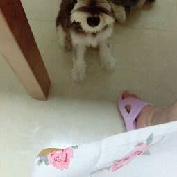 鸿雁宠物会所:北京城区通州区梨园附近