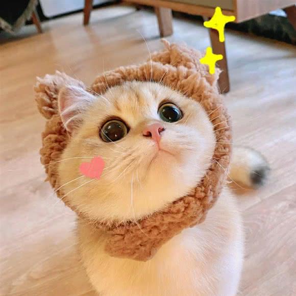 天晨宠物店:徐州市云龙区子房山附近