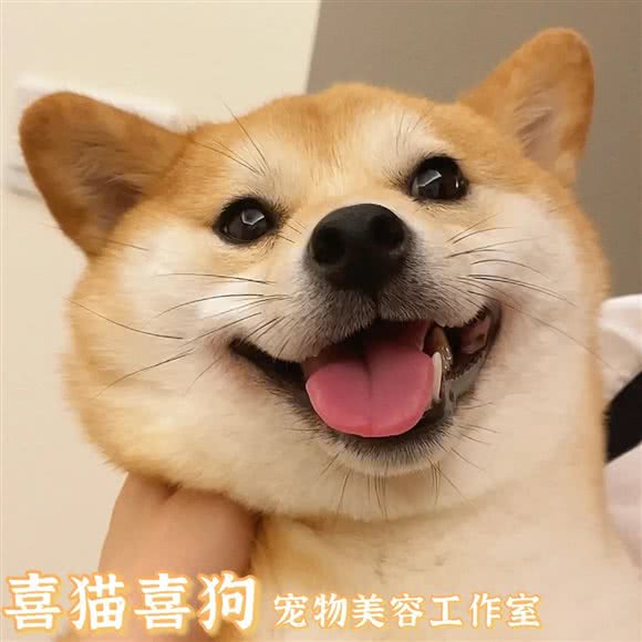 喜猫喜狗宠物美容工作室:徐州市云龙区新城区附近