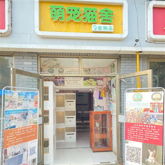 萌宠猫舍猫咖宠物店:徐州市贾汪区贾汪区附近
