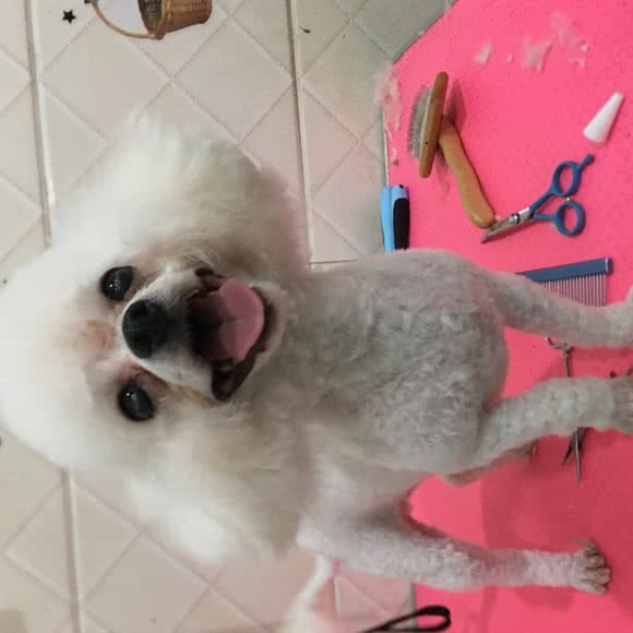 咪尼私宠:徐州市贾汪区贾汪区附近