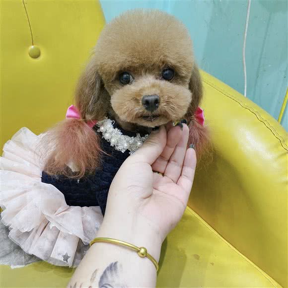 狗崽队宠物店(徐州富国街店):徐州市泉山区富国街附近