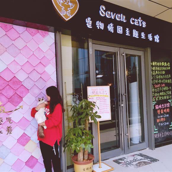Seven cats宠物情园猫咪生活馆:徐州市泉山区矿业大学附近