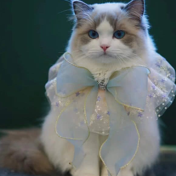 宠里宠物店:徐州市泉山区湖滨附近