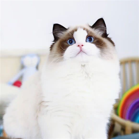 潮宠·LOTPETS:北京城区朝阳区三里屯/工体附近