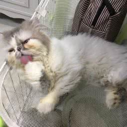 宠物情园(彭园店):徐州市泉山区凤鸣路附近