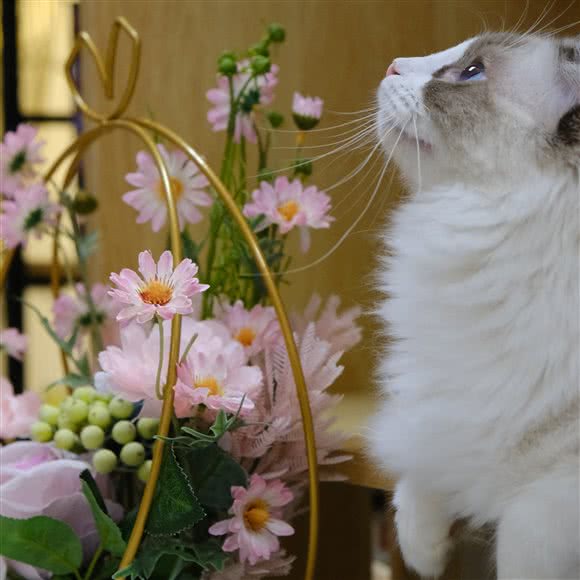 午后的的猫:徐州市泉山区段庄广场附近