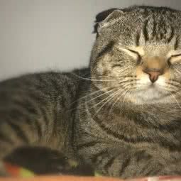 至爱宠物诊所:徐州市泉山区矿山东路附近