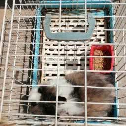 明辉猫粮狗粮:北京城区通州区梨园附近