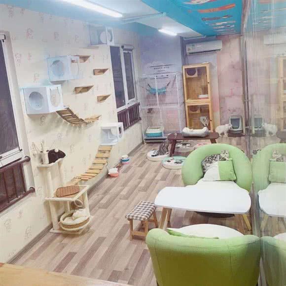 Coco萌宠·甜品猫咖撸猫馆:徐州市铜山区铜山万达广场附近