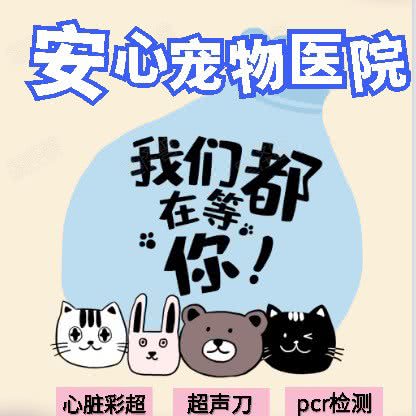 安心宠物医院（猫专科医院）(铜山万达店):徐州市铜山区铜山万达广场附近