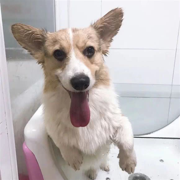 多宝宠物店(原宝宝宠物店):徐州市睢宁县睢城镇附近