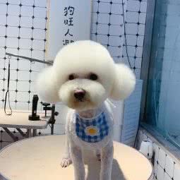 咪多乐宠物生活馆:常州市天宁区西新桥附近