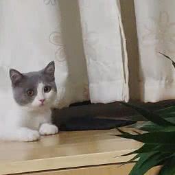 果然萌宠物生活馆:常州市天宁区西新桥附近