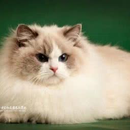 空中阁宠物会所(九洲新世界店):常州市天宁区九洲新世界附近