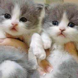 喵星人社区(通州):北京城区通州区梨园附近