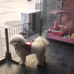 一喵二汪:常州市天宁区红梅附近