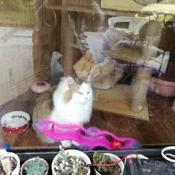 悠悠宠物:常州市天宁区丽华附近