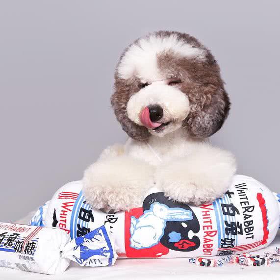 挚宠宠物店:常州市天宁区丽华附近