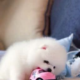 犬舍哈士奇比熊:北京城区通州区梨园附近