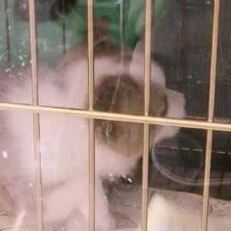 喵儿多狗狗会所:常州市钟楼区南大街附近