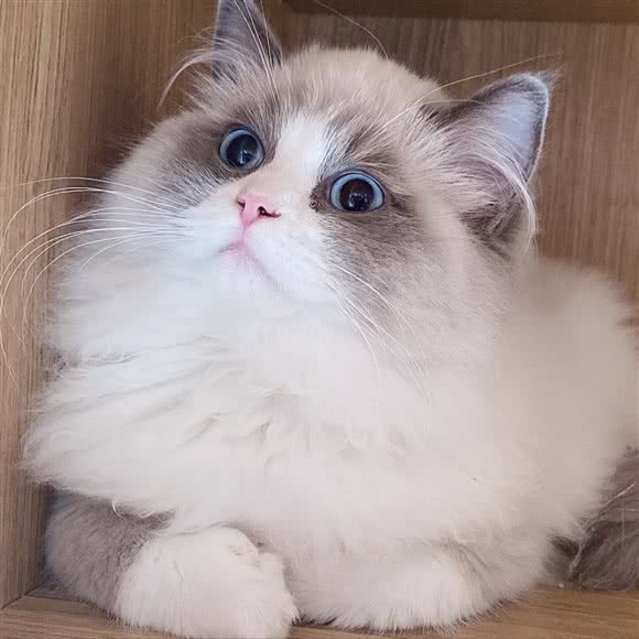 I Want宠物会所:常州市钟楼区北大街附近