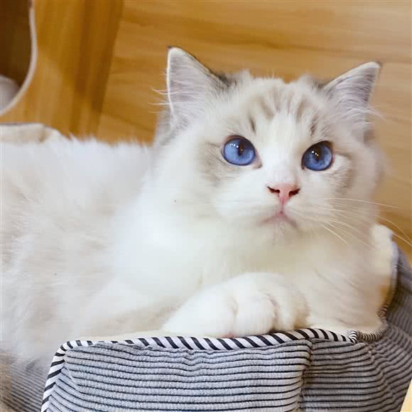 美酱宠物美容工作室:常州市钟楼区五星公园附近