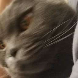 优贝狗狗会所:常州市钟楼区五星公园附近