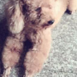 常州康贝宠物诊所:常州市钟楼区青枫公园附近