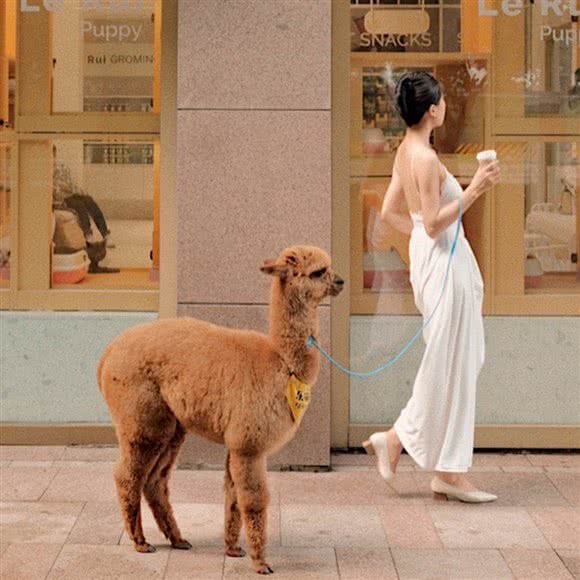 LeRui乐芮·宠物界的安缦:北京城区朝阳区三里屯/工体附近