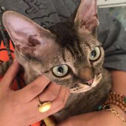 豹哥宠物:常州市钟楼区芦墅附近