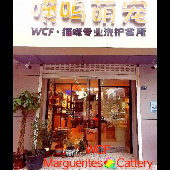 喵呜萌宠猫舍宠物猫:常州市新北区奥体中心附近